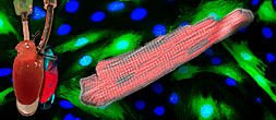 Illustrasjonsbilde for NORHEART PhD Seminar 