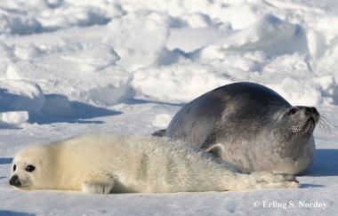 Arctic-Animal-Physiology-Biology-master-Studiekatalog-380px- Arctic-Animal-Physiology-Biology-master-Studiekatalog-380px-