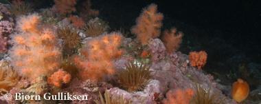 Marine-Ecology-and-Resource-Biology-Biology-master-Studiekatalog-380px- Marine-Ecology-and-Resource-Biology-Biology-master-Studiekatalog-380px-