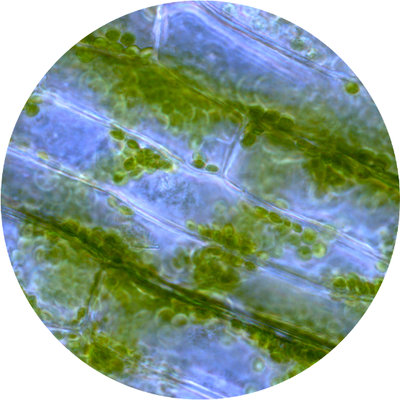 Chloroplasts.png Chloroplasts