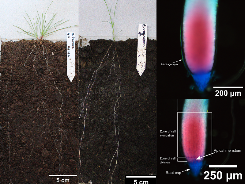 FunGene_page.png plant roots
