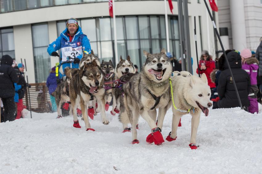 hundekj&oslash;rer og hunder som er gira 