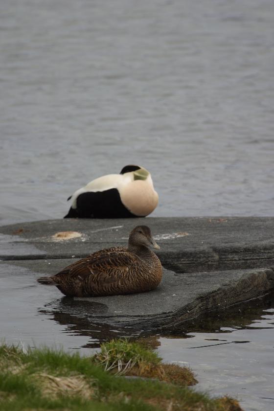 Illustrasjonsbilde for Guidet fugletur på Tisnes med universitetsmuseet og BirdLife Tromsø