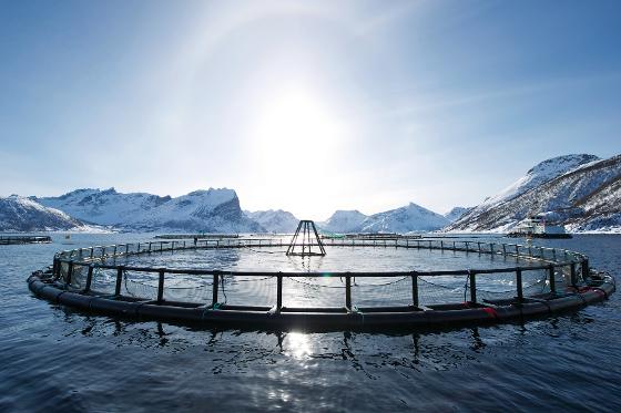 Illustrasjonsbilde for UiT + Kupa og blå næringer i Sør-Troms