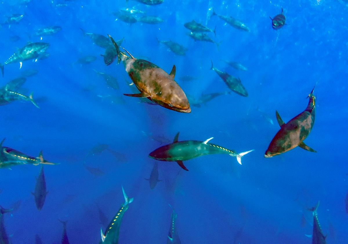 mp44386861-atlantic-bluefin-tuna-thunnus-thynnus.jpg