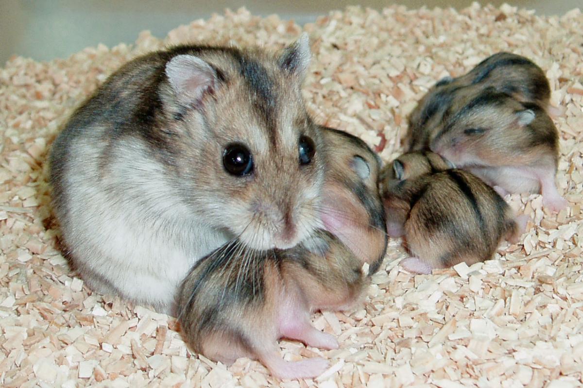 Phodopus family foto Paul Klosen UiT.jpg