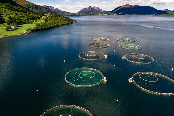 Illustrasjonsbilde for Kurs om antibiotikaresistens og vern av marine økosystemer 2025/ Course on antibiotics resistance & marine conservation 2025 