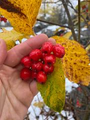 Bilde Februarseminar om alpinplanter 