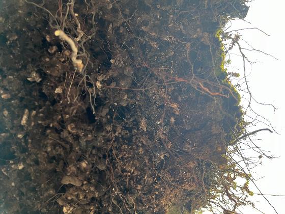 Illustrasjonsbilde for Environmental humanities gathering #75: Soils reading group