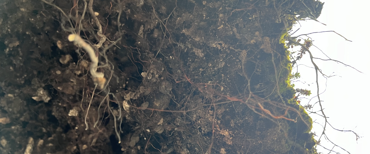 Illustrasjons-/bannerbilde for Environmental humanities gathering #71: Soils reading group