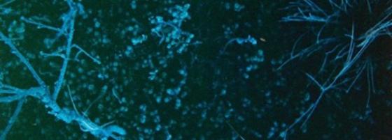 2026-04-UArctic-Lena Gudd.jpg