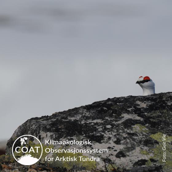 Illustrasjonsbilde for COAT-skolebesøk i Varanger: Et godt rypeår? Om forskning og forvaltning i Varanger