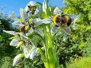 Bilde Markedsdag i Botanisk hage med kurs, utstilling og plantesalg