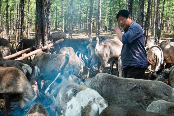 Illustrasjonsbilde for Reindeer, Wolves and Bears: Environmental and Spiritual Relations with Humans