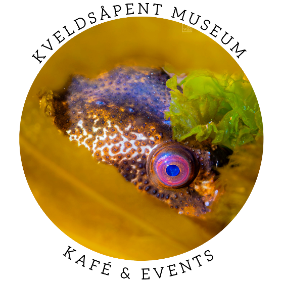 Illustrasjonsbilde for Marine biodiversity workshop with Rissa Citizen Science