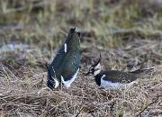 Bilde Fugleåret 2026 i nord - hvordan har det vært? | BirdLife Tromsø